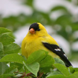 American Goldfinch