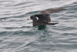 Flesh-footed Shearwater