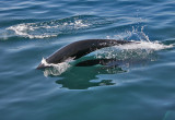 Northern Right Whale Dolphin