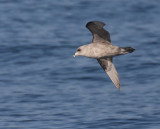 Northern Fulmar