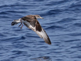 Cory's Shearwater