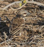 Donaldson-Smiths Sparrow-Weaver