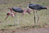 Marabou Stork