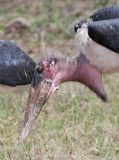 Marabou Stork