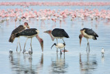 Marabou Stork