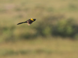 Yellow-shouldered Widowbird