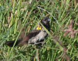 Yellow-shouldered Widowbird