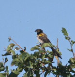 Yellow-shouldered Widowbird