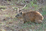 Black-necked Rock Hyrax