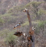 Eastern Chanting-Goshawk