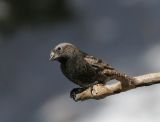 Black Rosy-Finch