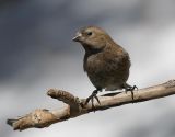 Brown-capped Rosy-Finch