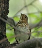 Swainsons Thrush