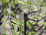 Black-capped Gnatcatcher