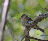 Buff-breasted Flycatcher