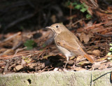 Hermit Thrush