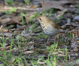 Hermit Thrush