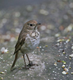 Hermit Thrush