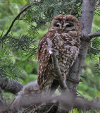 Spotted Owl (Mexican)
