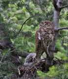 Spotted Owl (Mexican)