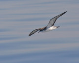 Bullers Shearwater