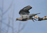 Band-tailed Pigeon