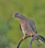 Band-tailed Pigeon