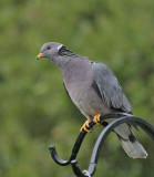 Band-tailed Pigeon