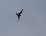 Black Swift