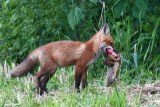 Red Fox - Season Three