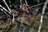 Bull Frog