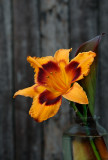 Lilly