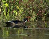 Wood Duck 1