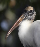 Wood Stork