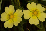 Wildflowers