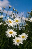 Field of Daisies