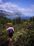 Through the shrubs