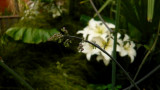Thalictrum