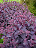 sedum