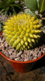 Mammillaria Marksiana (yellow variegated)