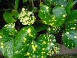 Farfugium Japonicum aureomaculatum
