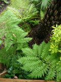 Lophosoria
