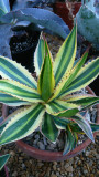 Agave Lophantha quadricolor