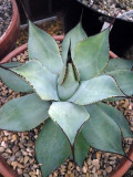 Agave Parryi Chihuahuaensis