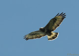 Rough-legged Buzzard / Buteo lagopus / Fjllvrk