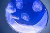 Jellyfish Newquay Sealife Centre