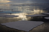 North Pole & Franz Josef Land expedition (7-20 July 2008)