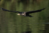 Cormorant