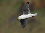 Kittiwake