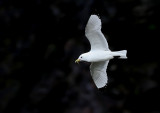 Kittiwake